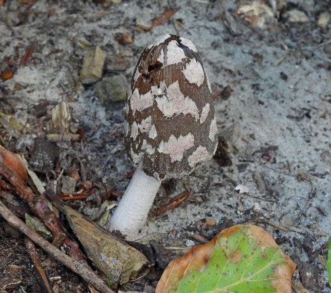 Magpie Inkcap.JPG