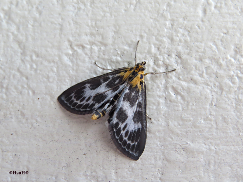 magpie moth small.jpg