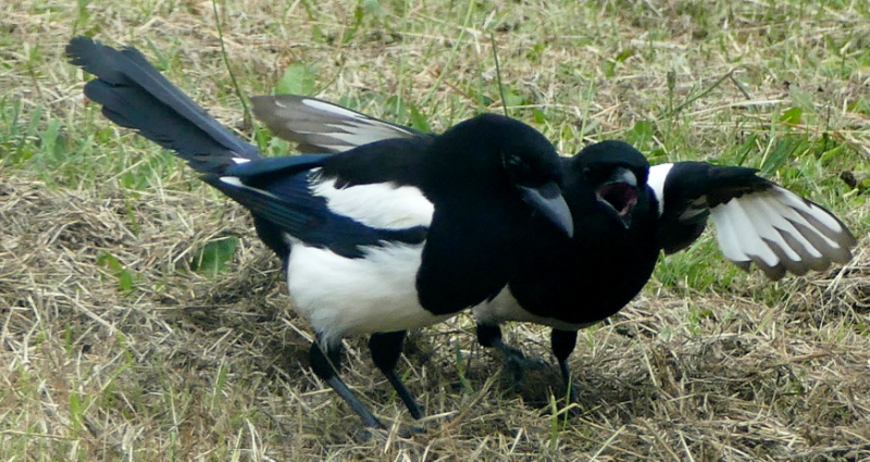 Magpies.PNG