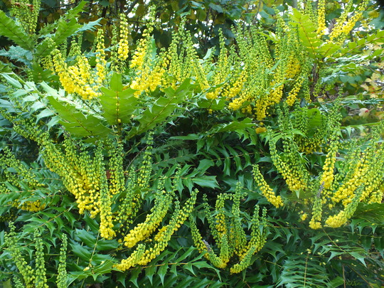 mahonia c.jpg