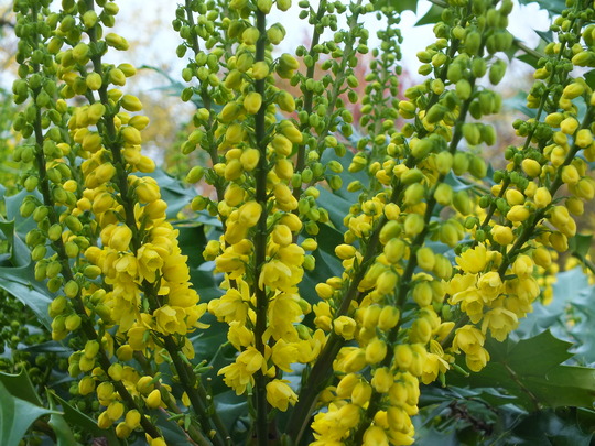 mahonia.jpg