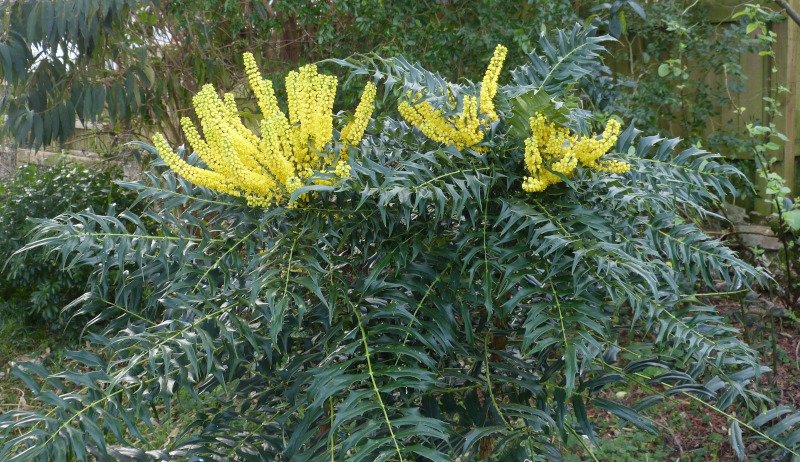 Mahonia oiwakensis lomarfolia.JPG