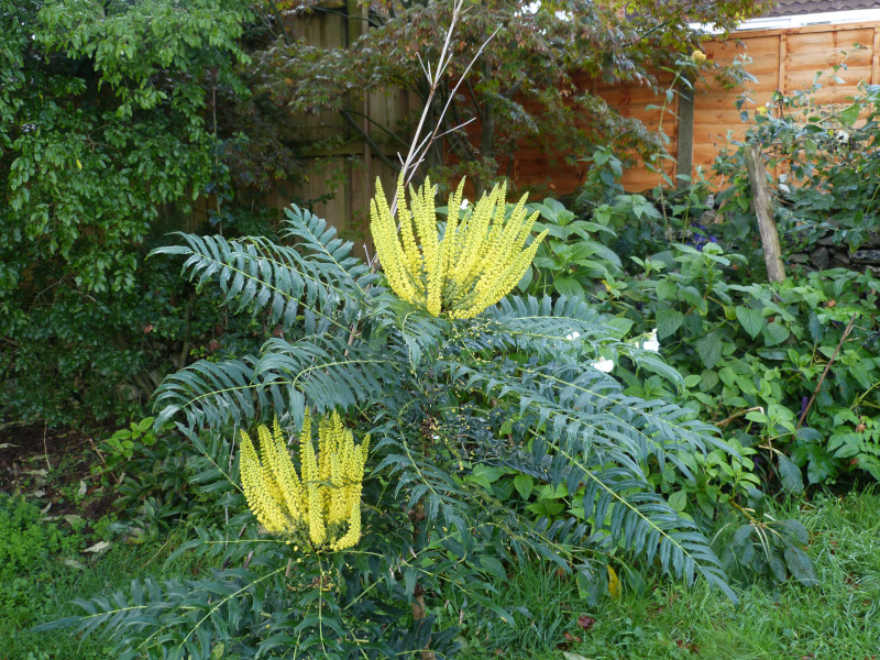 Mahonia oiwakensis lomariifolia.JPG