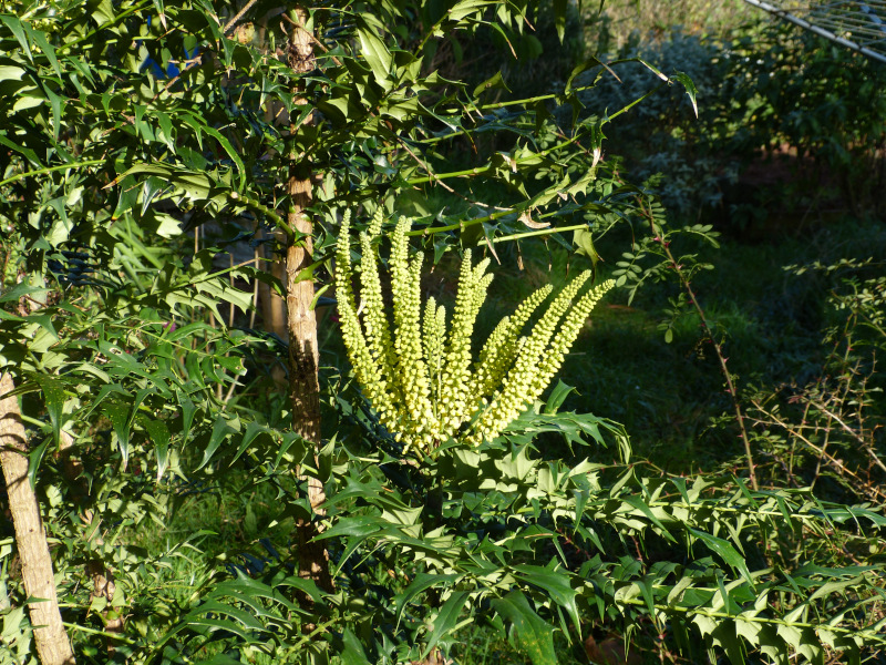 Mahonia oiwakensis lomariifolia.JPG