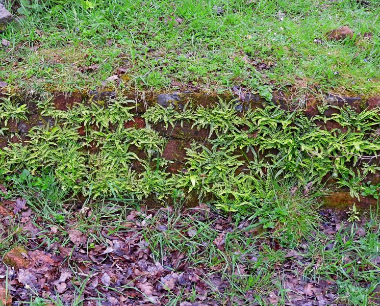 Maidenhair Fern.JPG