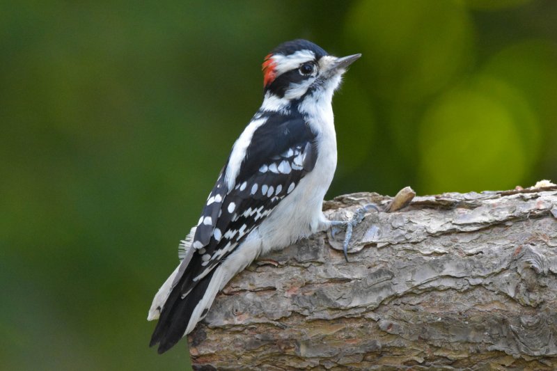 Male Downy Woodpecker gc.jpg