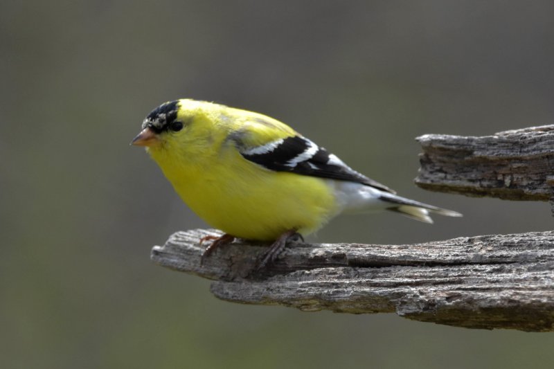 Male Gold Finch gc.jpg