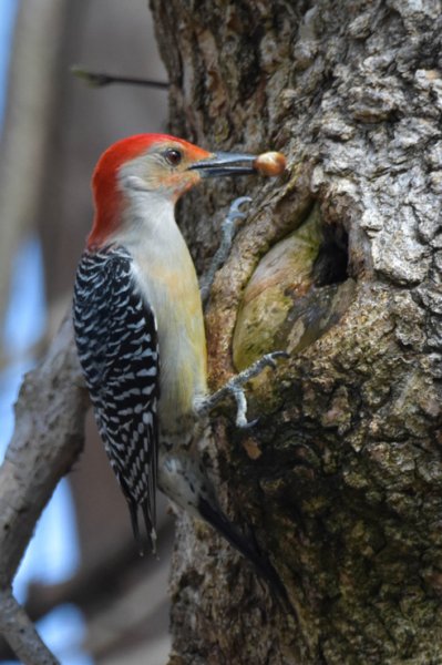 Male Red Belly.jpg