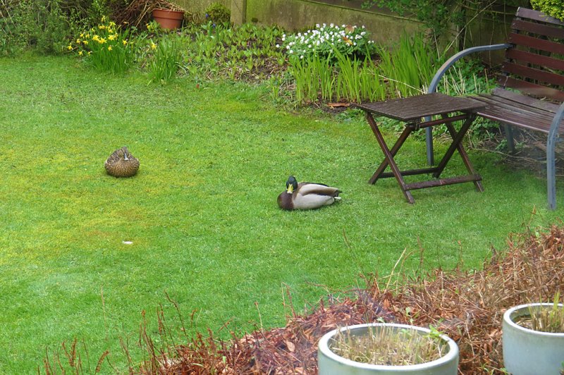 Mallards-garden.jpg