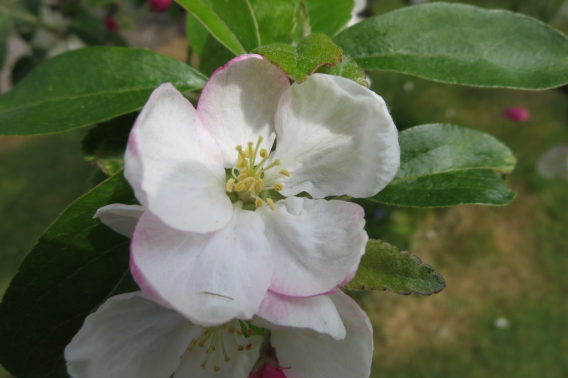 MALUS  GORGEOUS 26-May-16 2-37-23 PM.JPG