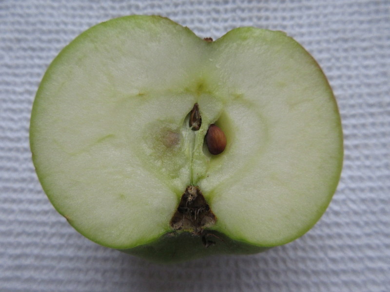 MALUS  HALVED  APPLE 24-09-2019 15-01-44.JPG