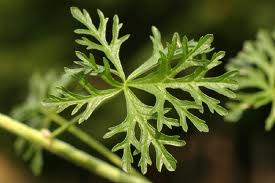 malva leaf.jpg