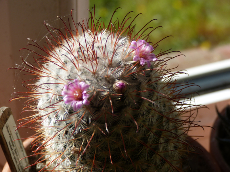 Mammiillaria bombycina.JPG