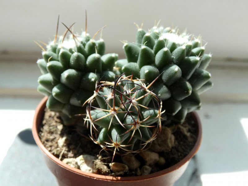 mammillaria toluca  01 - small.jpg