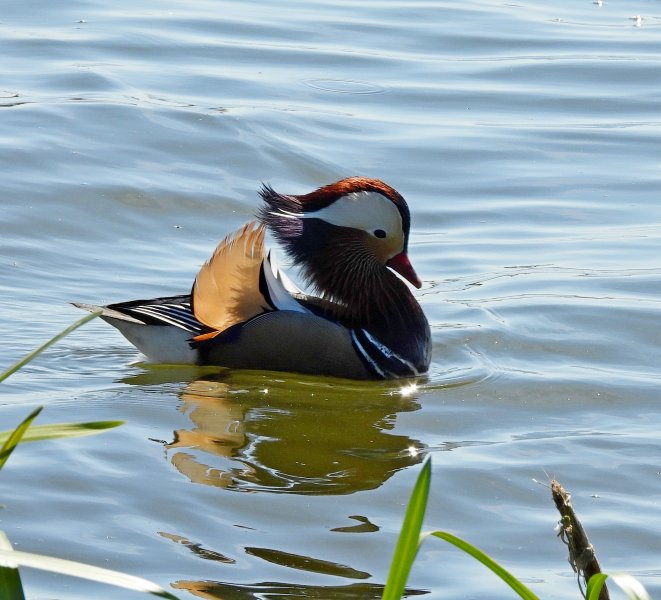 Mandarin Duck -  Longham Lakes.JPG