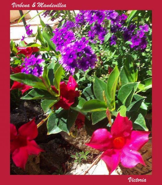 Mandevilla & Verbena Aug 08.jpg