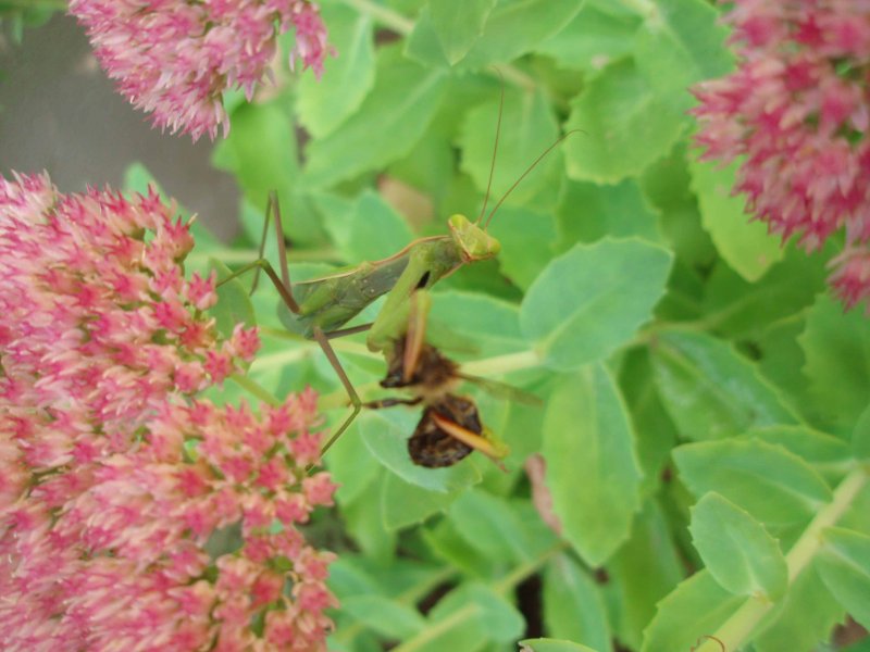 mantis&bee.jpg