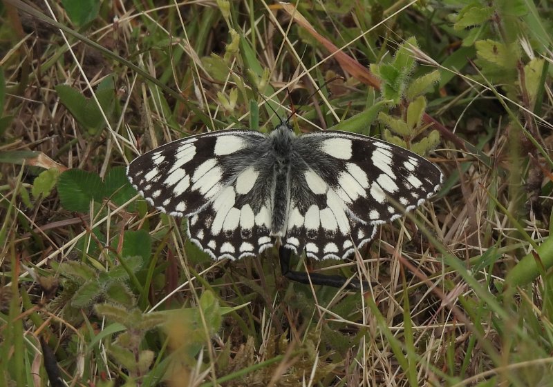 Marbed White - Arne.JPG