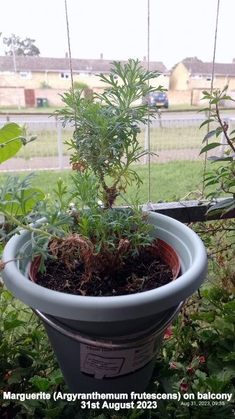 Marguerite (Argyranthemum frutescens) on balcony 31st August 2023.jpg