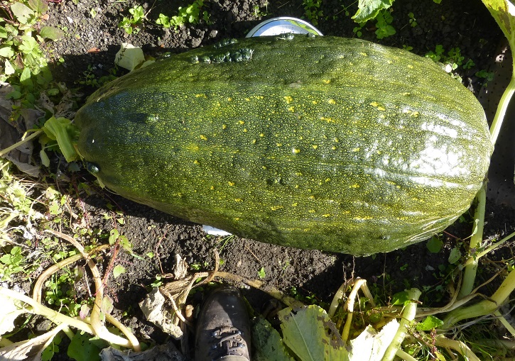 marrow 56lbs.jpg