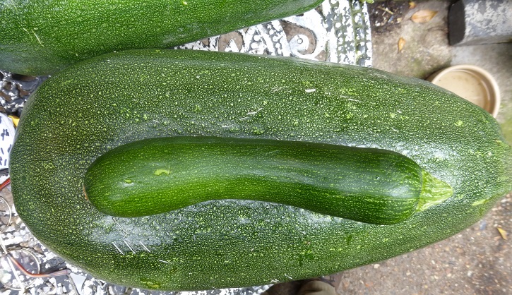 marrow and courgette.jpg