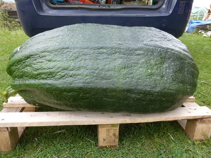 marrow biggest 2015.jpg