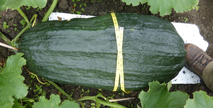 marrow11.8.2015.jpg