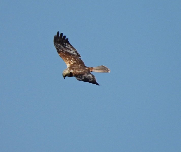 Marsh Harrier.JPG