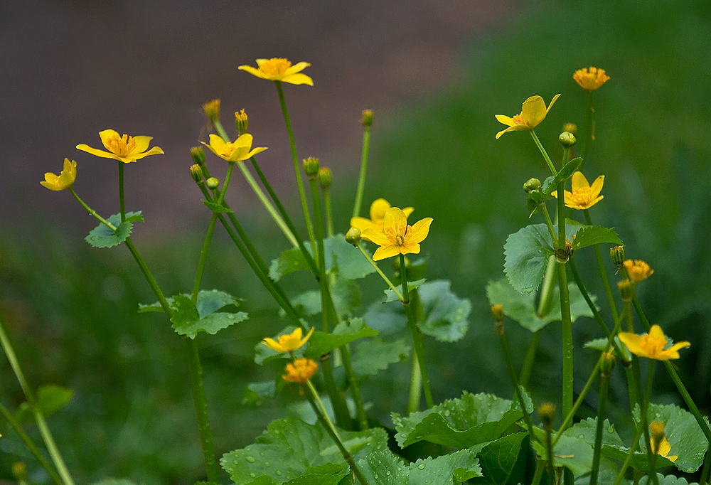 Marsh Marigold.jpg