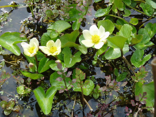 marsh marigold.jpg