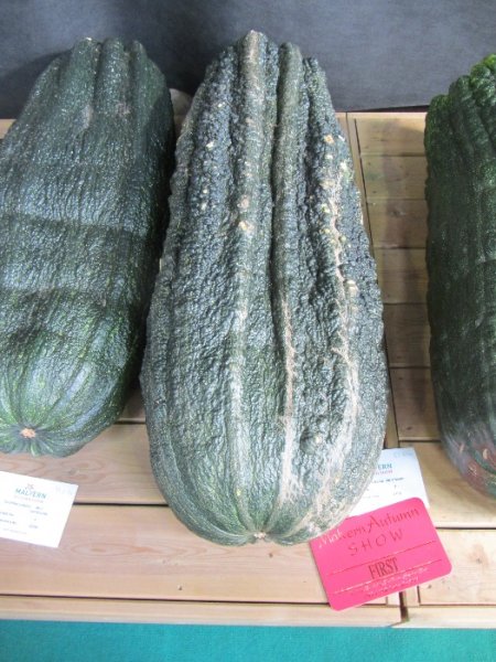 mas marrow50.2kg.jpg