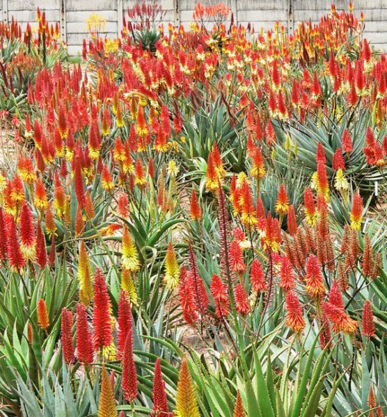 mass planting of aloes (like these hybrids from aloe-aloe ___.jpg