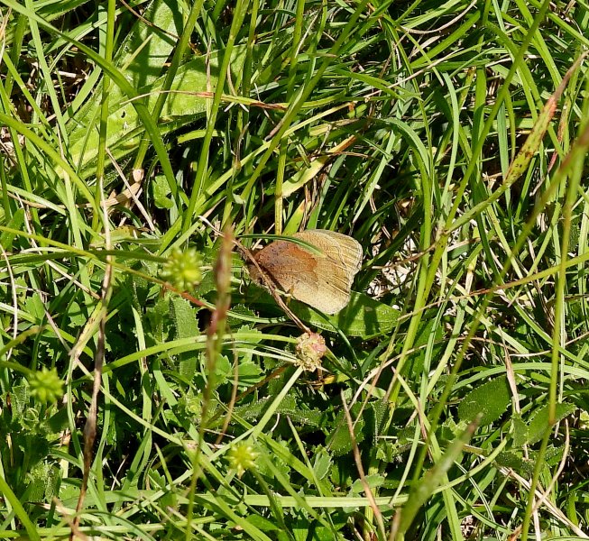 Meadow Brown.JPG