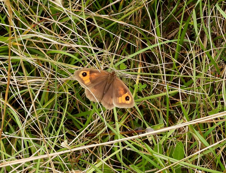 Meadow Brown.JPG