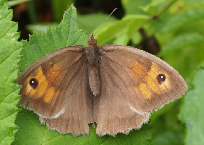 meadow brown.jpg