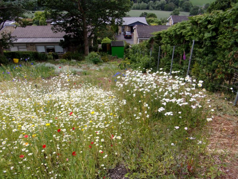 Meadow June 22_0004.JPG