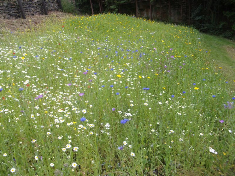 Meadows in bloom_0003.JPG