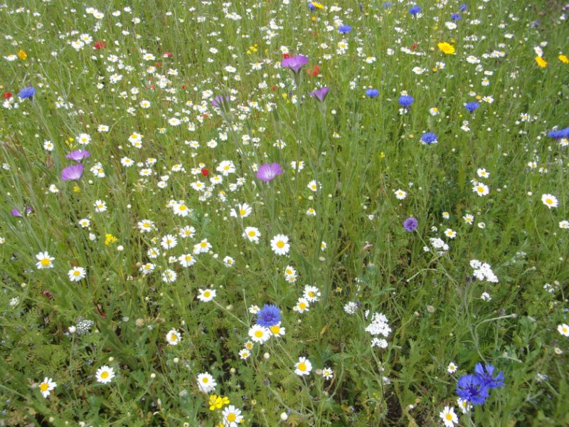 Meadows in bloom_0004.JPG