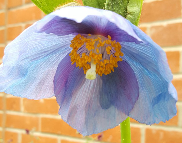 Meconopsis.jpg