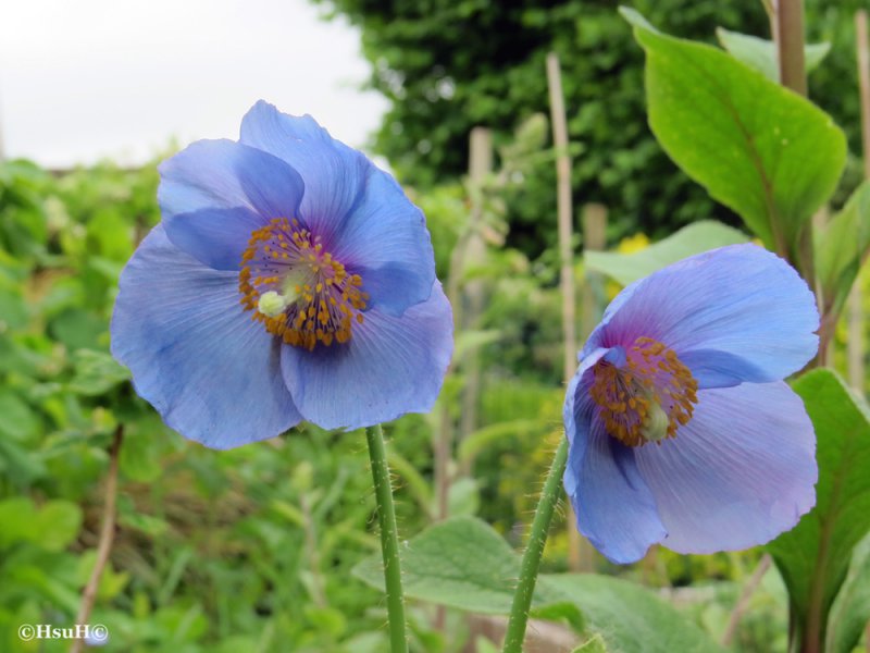 Meconopsis lingholm (5).jpg