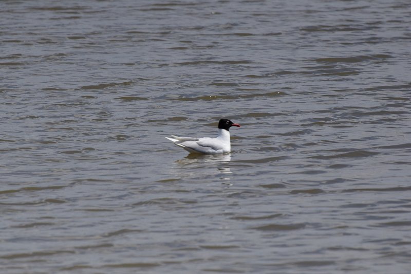 Med gull.jpg