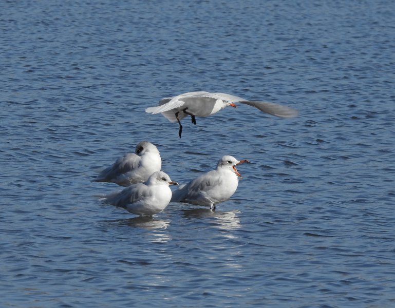 Med Gulls4.JPG