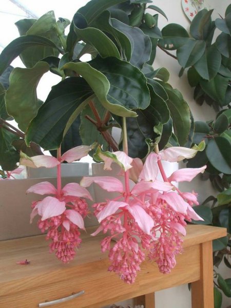 Medinilla magnifica - Malaysia Orchid.jpg