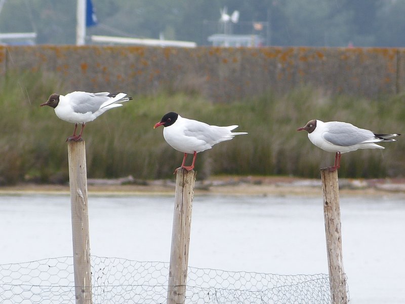 Mediterranean Gull and BH Gulls - Brownsea.JPG