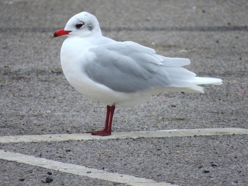 Mediterranean Gull Radipole winter.JPG