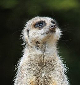 meercat.jpg