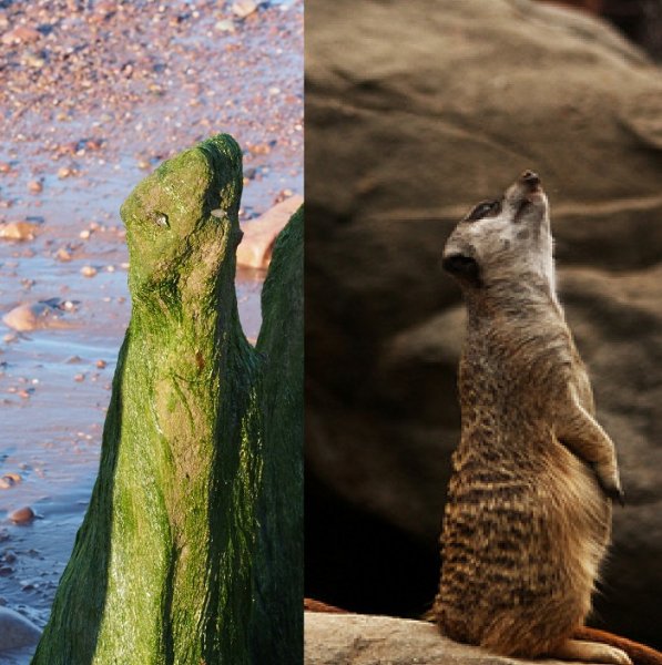 meerkat.jpg