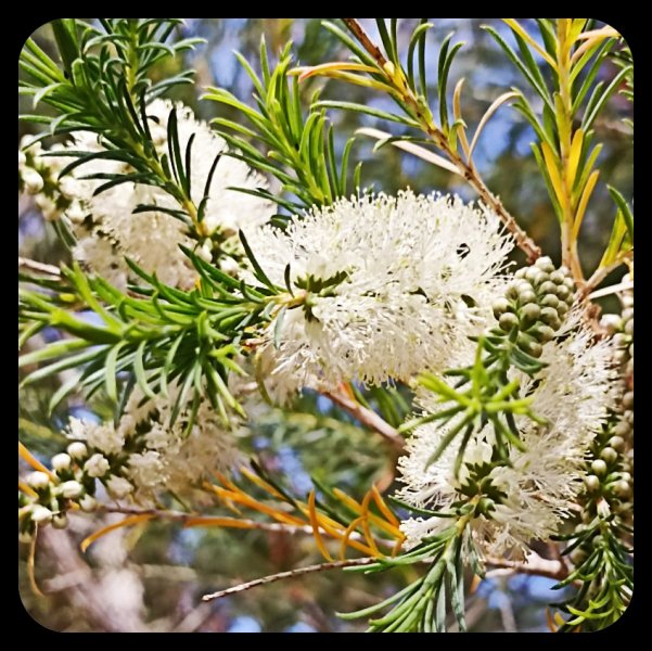 Melaleuca 28 Apr 23.jpg