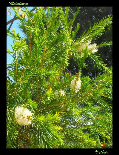 Melaleuca2  6 May 09.JPG