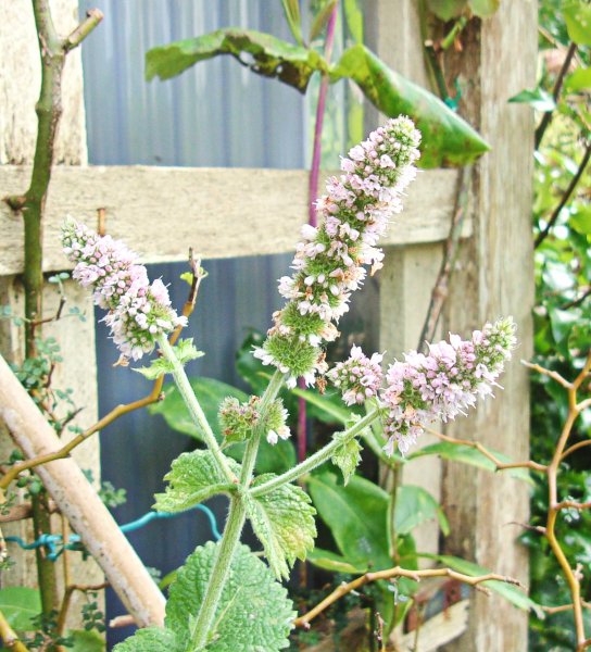 Mentha suaveolens Pineapple Mint.jpg